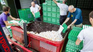 Hollanda'da imha edilen yumurtalar