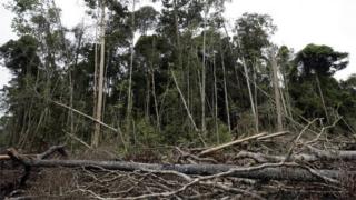 Вырубленный лес (Getty Images)