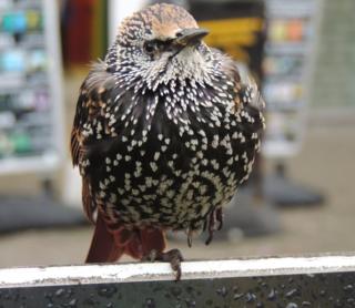 A starling bird