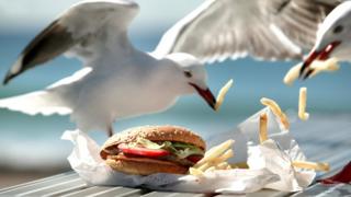 Bir martı masadan hamburger ve patates çalıyor.