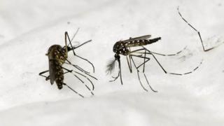 Les échantillons d'haleine des personnes atteintes de paludisme dégagent une odeur particulière qui permet de détecter la maladie.
