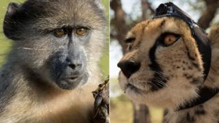 Animals With Cameras: Capturing the secrets of the wild - BBC News