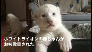 ホワイトライオンの赤ちゃん
