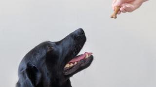Lucha contra la obesidad canina de la crisis - Noticias BBC - BBC 1 Labrador being offered a treat