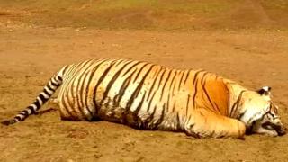 நீலகிரியில் உயிரிழந்த புலியின் வயிற்றில் பிளேடு கண்டுபிடிப்பு