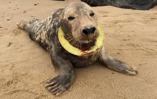 Foca com anel de frisbee em volta do pescoço