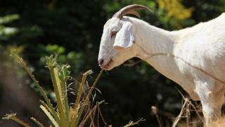 goats