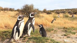 Pingüinos de Magallanes