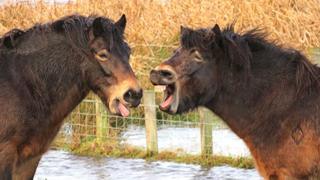 Exmoor ponies laughing