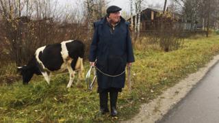 Корова