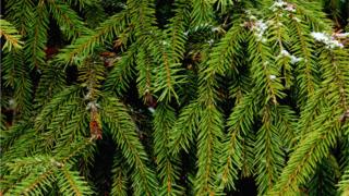 Evergreen fir branches