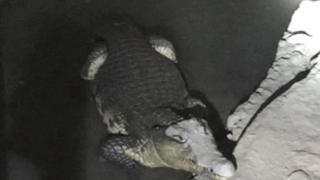Крокодил обнаружен милицией в подвале Санкт-Петербурга