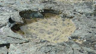 Sauropod footprint