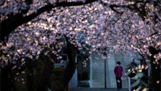 A cherry tree in blossom with a person wearing a mask in the background.