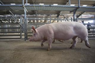 A pig walking