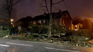 Trees down in Fortwilliam Park, north Belfast