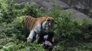 Di tiger dey attack di zoo worker.