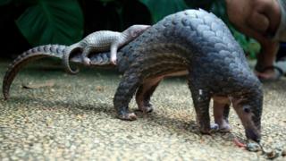 Pangolin