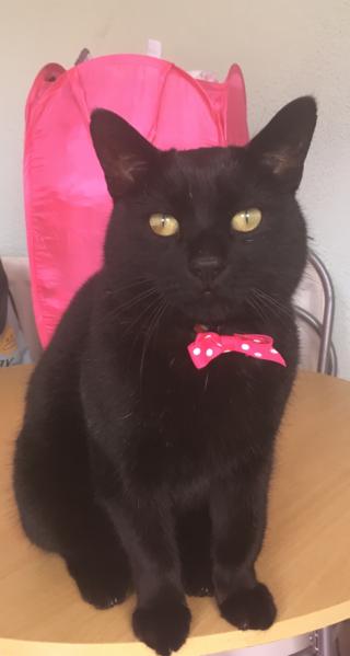 Black cat in pink bow tie