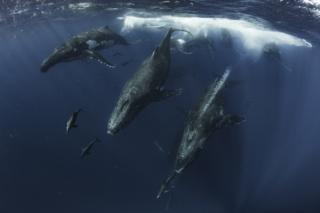 A group of whales and dolphins moving at high speed off the coast of Vava'u, Tonga.