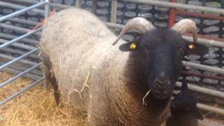 sheep