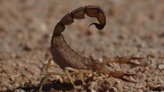 Androctunus Australis