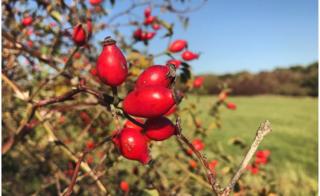 Rose hips in Slade Meadow, Oxford