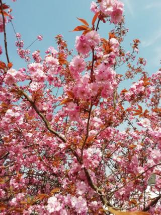 This pink cherry blossom is in full bloom in my front garden in Stirling."