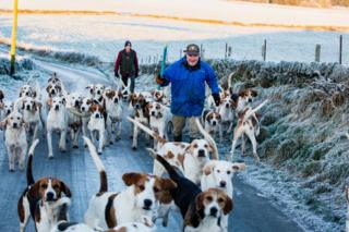 hounds in snow