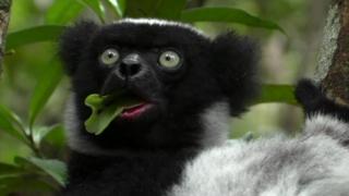 À Madagascar, l'habitat de l'indri est menacé par l'exploitation minière.