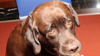 Labrador Retrievers, Shayna (L) and Ace pose for pictures as the American Kennel Club Announces Most Popular Dogs in the U.S. on January 30, 2013 in New York City