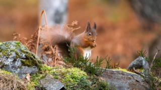 Squirrel in Aviemore