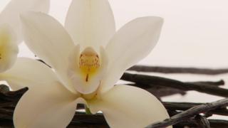 Flor de la vainilla