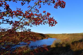 Red berries in front of moorland grasses