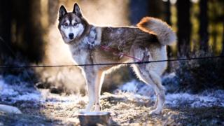 Sled dog