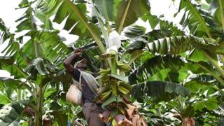 Un cultivateur dans un champs de bananier