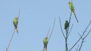Petani opium pertama kali melaporkan burung penggangu pada tahun 2015.