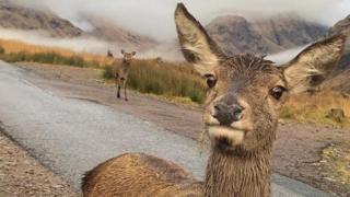 Deer