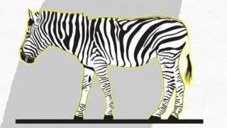 zebra