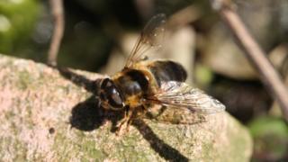 Seilean Dubh
