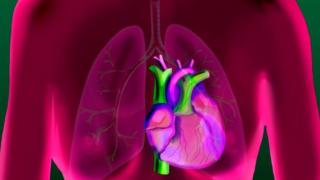 Illustration of Human Heart