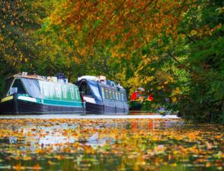 Leaves on water on a canal