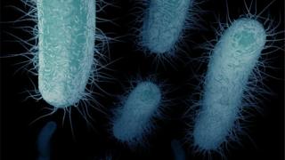 enterobacterias