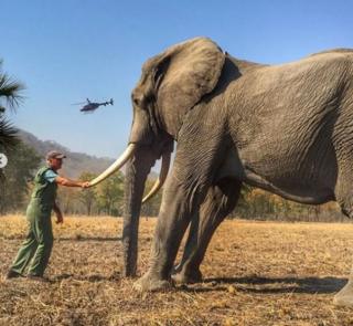 A man holding the tusk of an elephant which had been tethered for conservation reasons, posted to the Duke of Sussex's Instagram account
