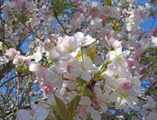 Blossom on a tree