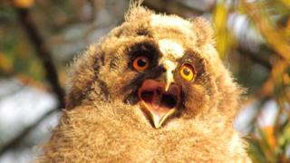 owls