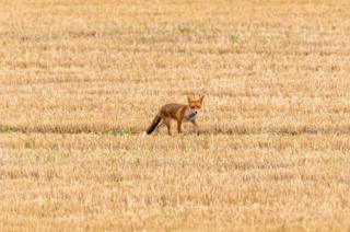 A fox in a field