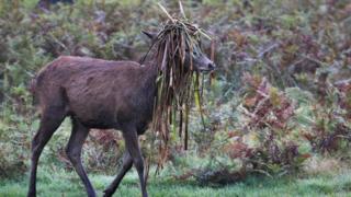 A deer in Bushy Park, south-west London