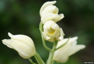 white helleborine