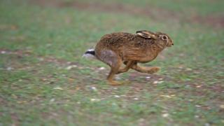 Hare running